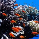 red-sea1-640×400
