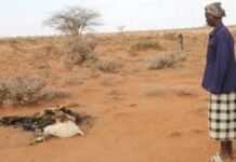 Somaliland Parliament Calls for Urgent Action on Worsening Drought Crisis